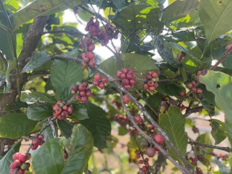 Việt Nam xuất khẩu trên 1,17 triệu tấn cà phê, thu về gần 4,7 tỷ USD