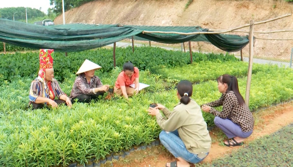 Mô hình vườn ươm, cung cấp cây giống các loại (quế, tùng, giổi...) của chị Chíu Thị Hoa, hội viên Chi hội phụ nữ thôn Đồng Và, xã Yên Than (huyện Tiên Yên). Mô hình vườn ươm, cung cấp cây giống các loại (quế, tùng, giổi...) của chị Chíu Thị Hoa, hội viên Chi hội phụ nữ thôn Đồng Và, xã Yên Than (huyện Tiên Yên).