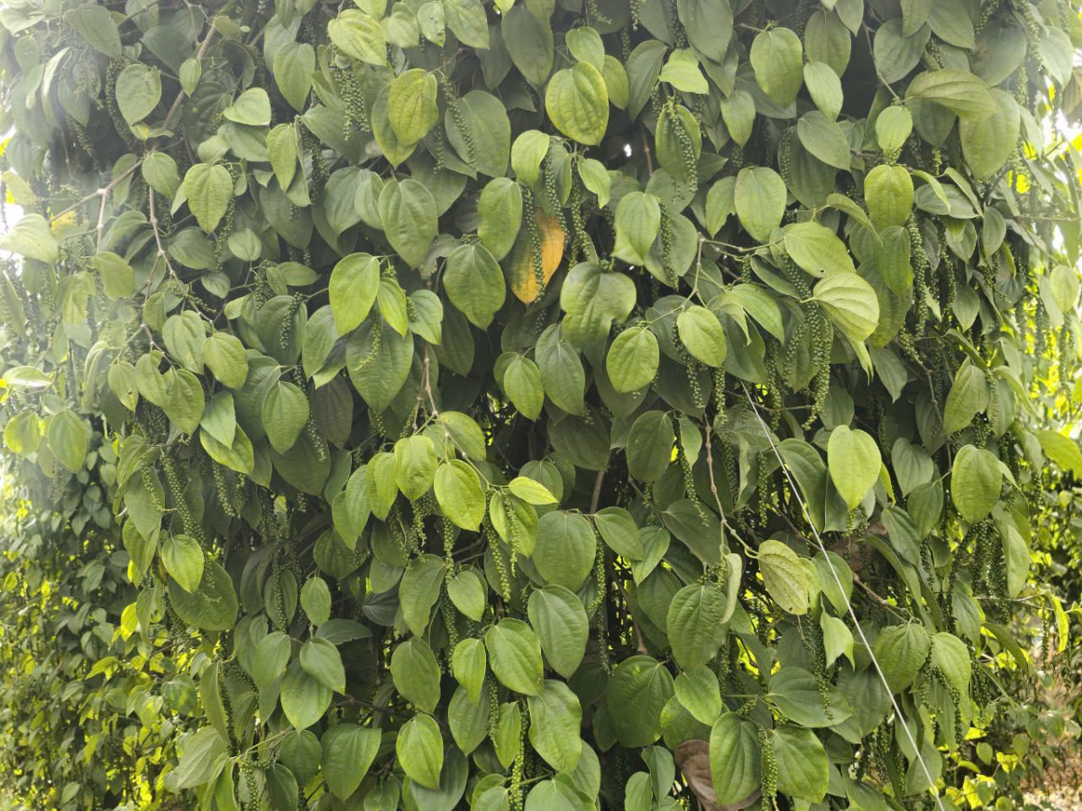 Giá tiêu hôm nay ngày 1/12/2024