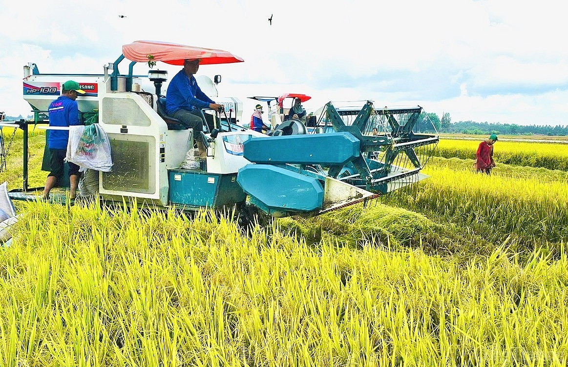 Giá lúa gạo hôm nay ngày 2/12: Gạo thơm giữ giá mức cao, lúa giá vững