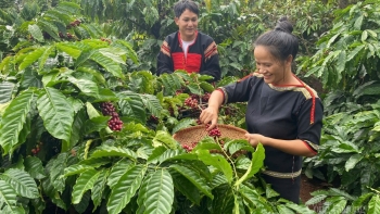 Giá cà phê lao dốc không phanh: 'Cú sốc' chưa từng có