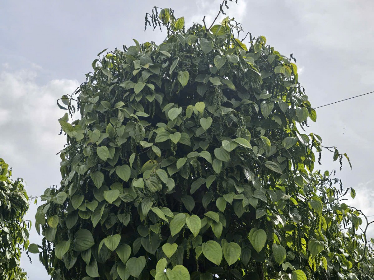 Giá tiêu hôm nay ngày 4/12/2024