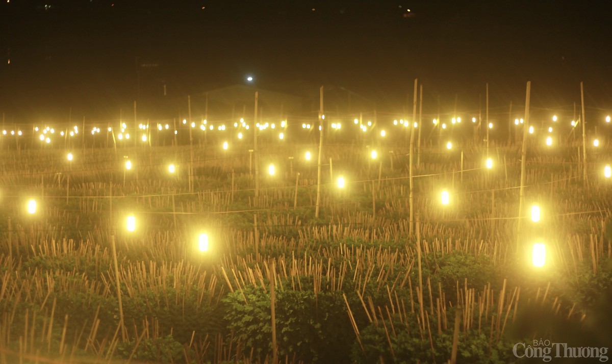 Nhà vườn Gia Lai chong đèn thức cùng hoa Tết Nhà vườn Gia Lai chong đèn thức cùng hoa Tết