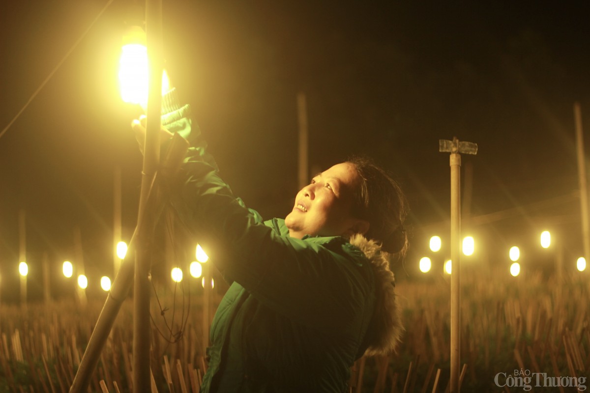 Nhà vườn Gia Lai chong đèn thức cùng hoa Tết Nhà vườn Gia Lai chong đèn thức cùng hoa Tết