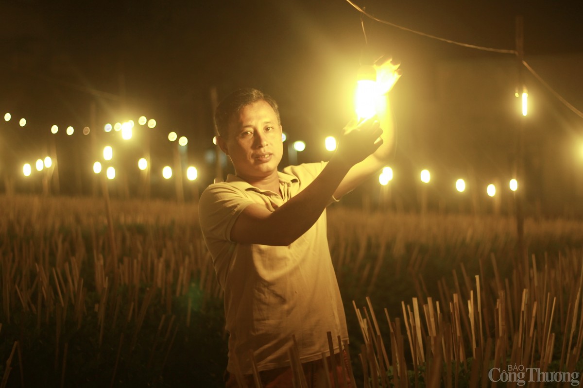 Nhà vườn Gia Lai chong đèn thức cùng hoa Tết Nhà vườn Gia Lai chong đèn thức cùng hoa Tết