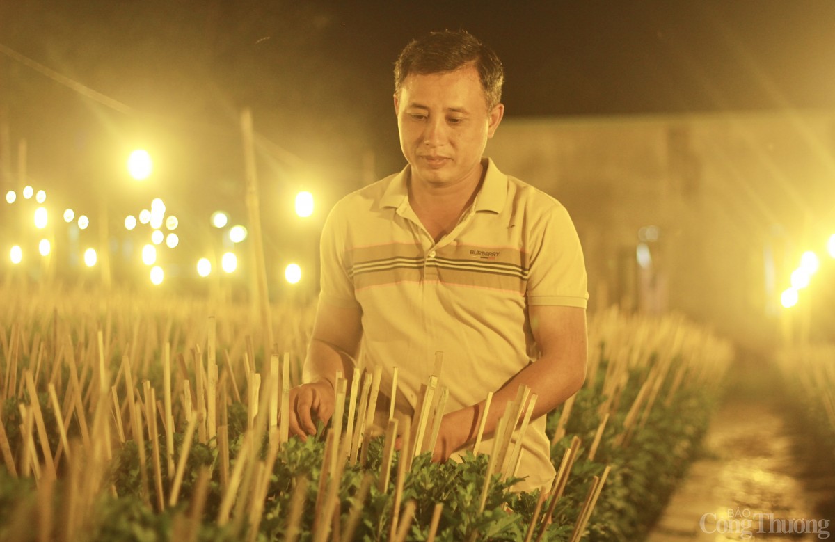 Nhà vườn Gia Lai chong đèn thức cùng hoa Tết Nhà vườn Gia Lai chong đèn thức cùng hoa Tết