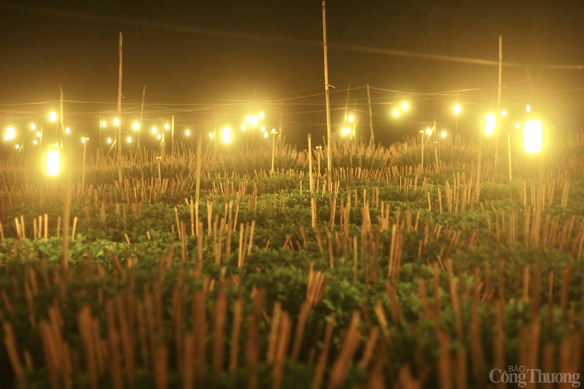 Nhà vườn Gia Lai chong đèn thức cùng hoa Tết Nhà vườn Gia Lai chong đèn thức cùng hoa Tết