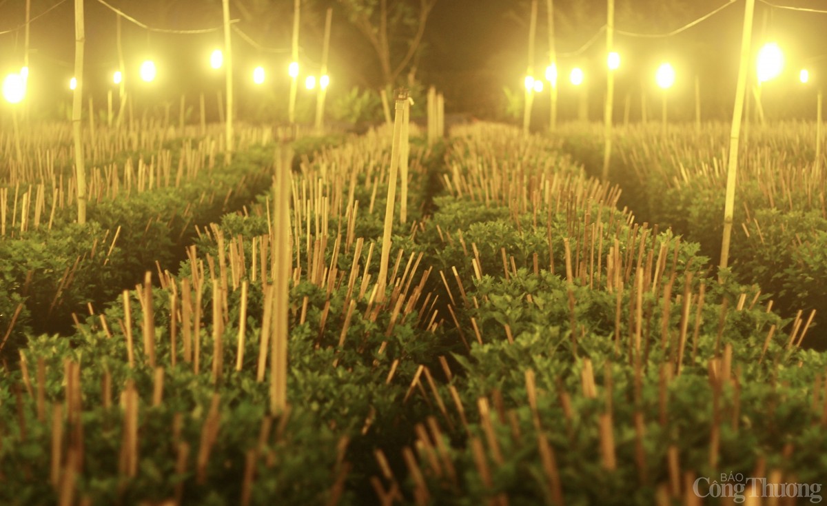 Nhà vườn Gia Lai chong đèn thức cùng hoa Tết Nhà vườn Gia Lai chong đèn thức cùng hoa Tết