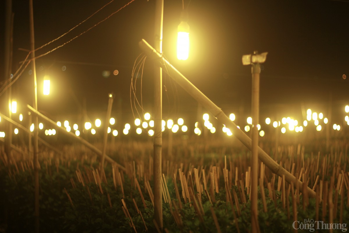 Nhà vườn Gia Lai chong đèn thức cùng hoa Tết Nhà vườn Gia Lai chong đèn thức cùng hoa Tết