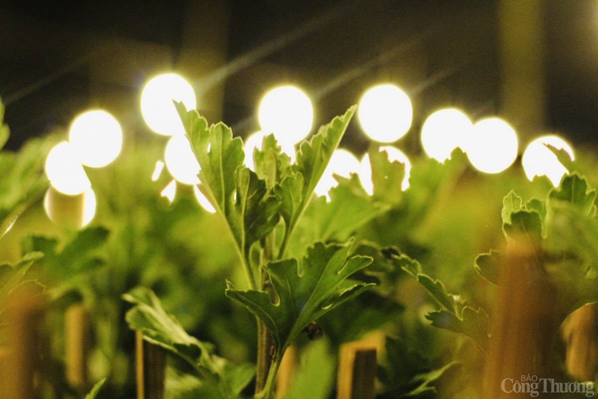 Nhà vườn Gia Lai chong đèn thức cùng hoa Tết Nhà vườn Gia Lai chong đèn thức cùng hoa Tết