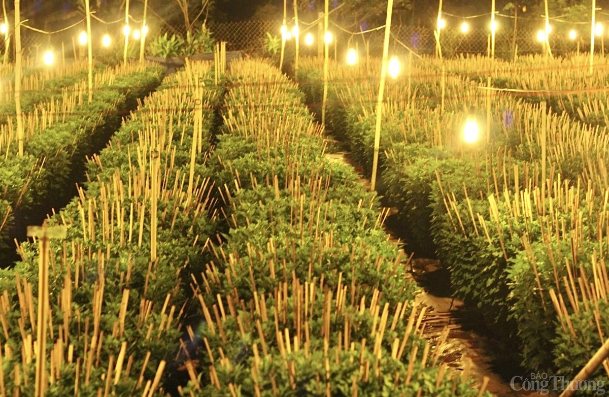 Nhà vườn Gia Lai chong đèn thức cùng hoa Tết Nhà vườn Gia Lai chong đèn thức cùng hoa Tết