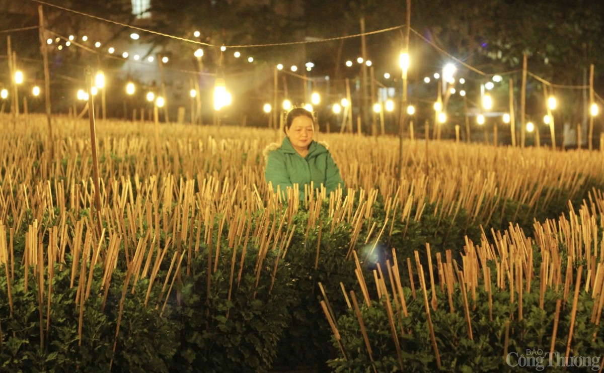 Nhà vườn Gia Lai chong đèn thức cùng hoa Tết Nhà vườn Gia Lai chong đèn thức cùng hoa Tết