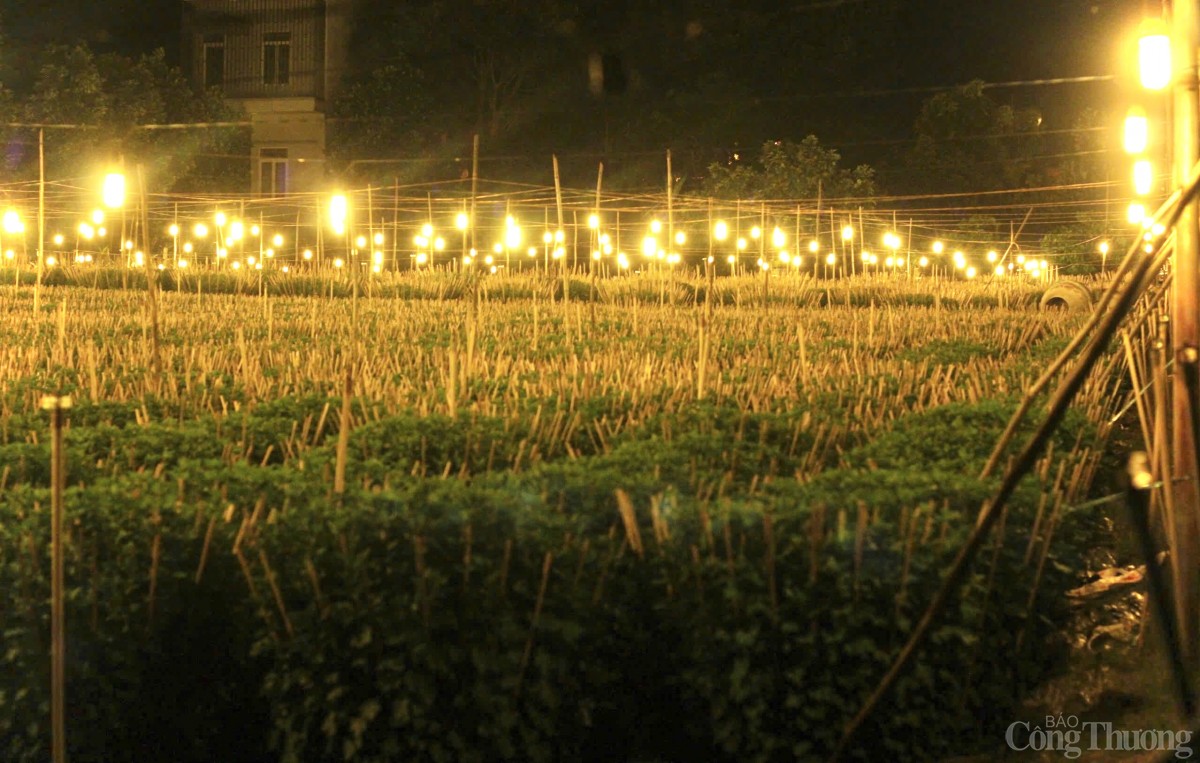 Nhà vườn Gia Lai chong đèn thức cùng hoa Tết Nhà vườn Gia Lai chong đèn thức cùng hoa Tết