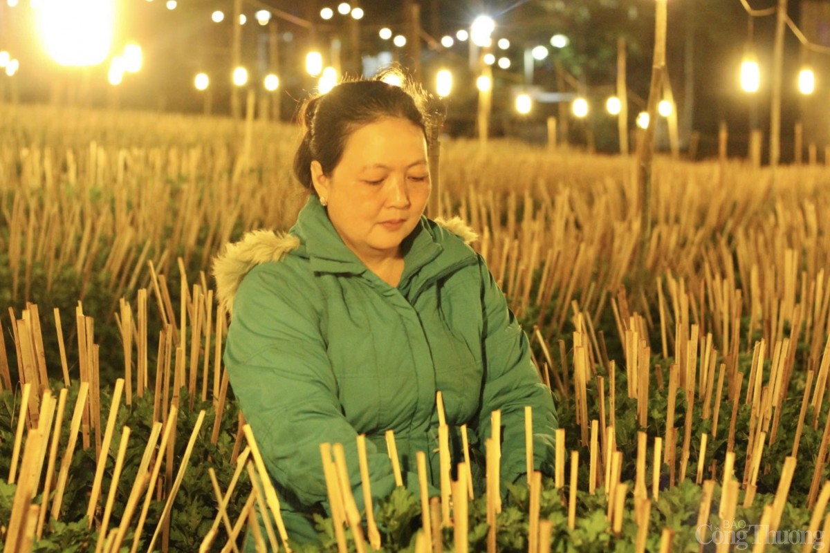 Nhà vườn Gia Lai chong đèn thức cùng hoa Tết Nhà vườn Gia Lai chong đèn thức cùng hoa Tết