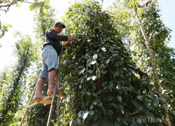 Giá tăng cao kỷ lục, xuất khẩu hồ tiêu vẫn đối mặt nhiều thách thức