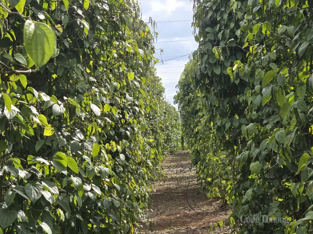 Thị trường hồ tiêu đang cho thấy những tín hiệu tích cực khi giá bắt đầu tăng trở lạiẢnh: Lê Sơn