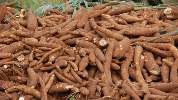 Trung Quốc giảm nhập, xuất khẩu sắn hạ nhiệt