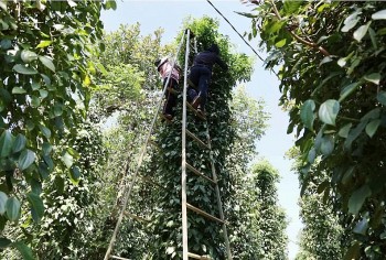 Xuất khẩu hồ tiêu sang thị trường Đức tăng gần 68% về lượng