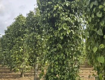 Xuất khẩu hồ tiêu vào thị trường Hoa Kỳ tăng mạnh