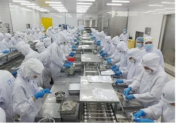 Xuất khẩu tôm Việt Nam sang EU tăng trưởng mạnh