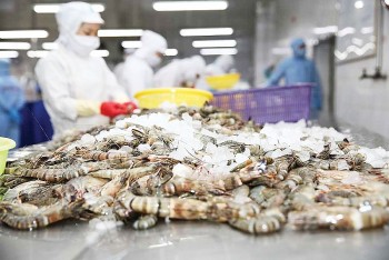 Xuất khẩu tôm của Việt Nam sang thị trường EU tăng 16%