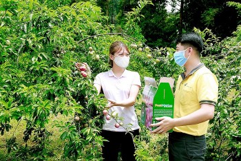 Sàn thương mại điện tử chuyên biệt về nông sản: Nâng tầm nông sản Việt