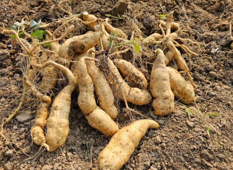 Phát triển thương hiệu khoai Thanh An thành sản phẩm tiêu biểu của địa phương