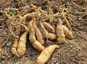 Phát triển thương hiệu khoai Thanh An thành sản phẩm tiêu biểu của địa phương