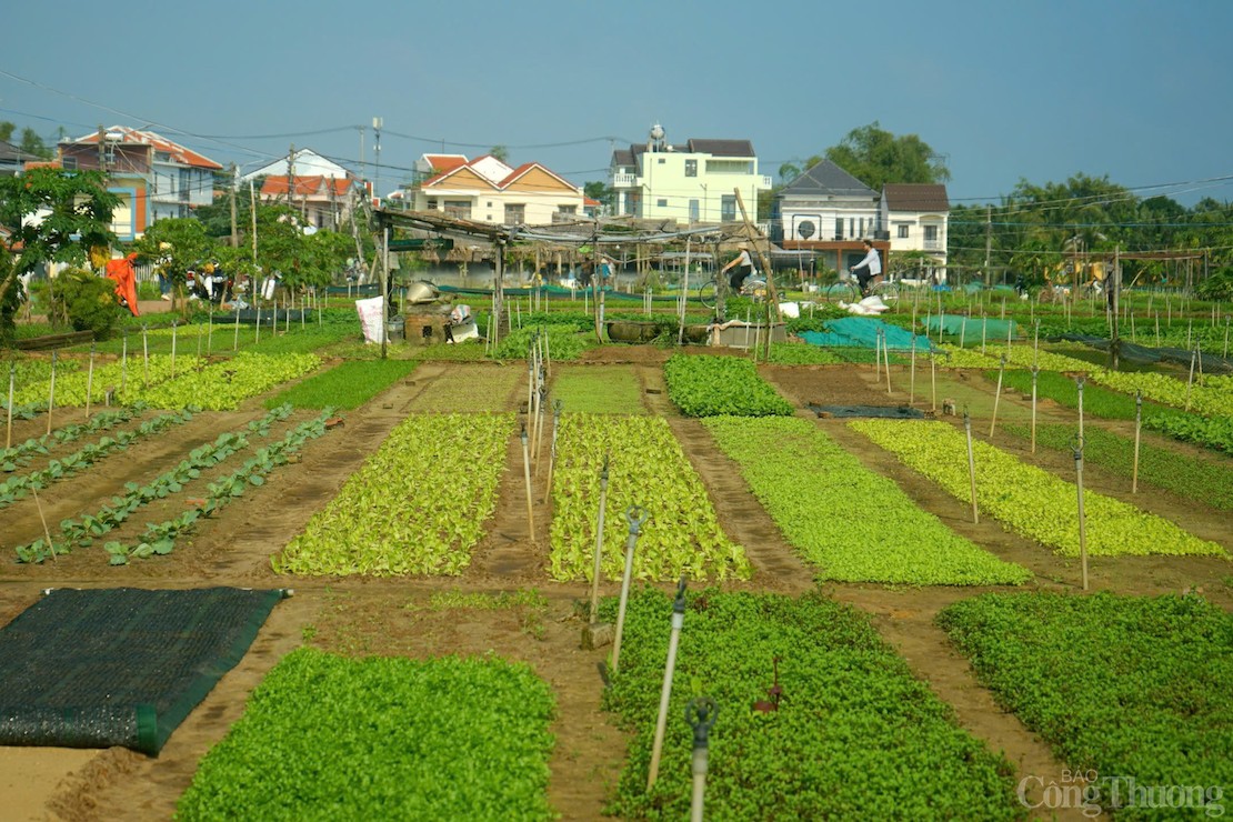 Làng rau Trà Quế - Làng du lịch tốt nhất năm 2024 Làng rau Trà Quế - Làng du lịch tốt nhất năm 2024
