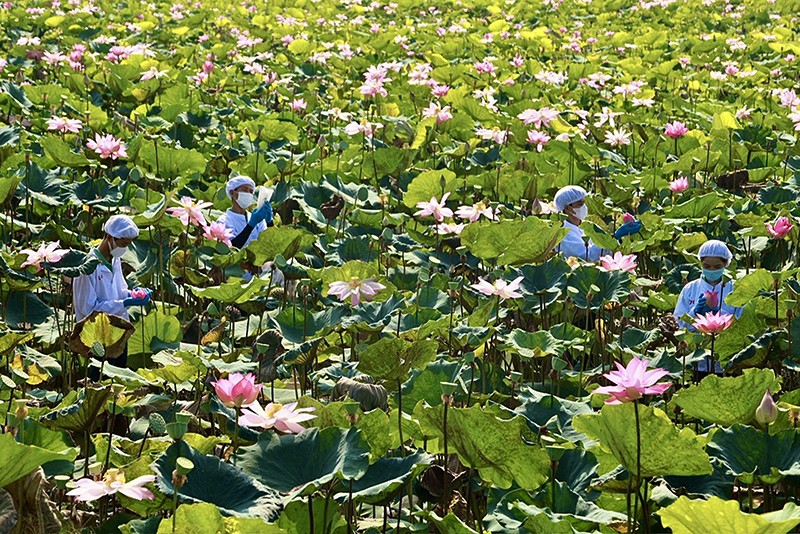 Công nhân ướp trà sen trên cánh đồng tại vùng nguyên liệu sen của Công ty Cổ phần thực phẩm Sen Đại Việt (xã Láng Biển, huyện Tháp Mười)