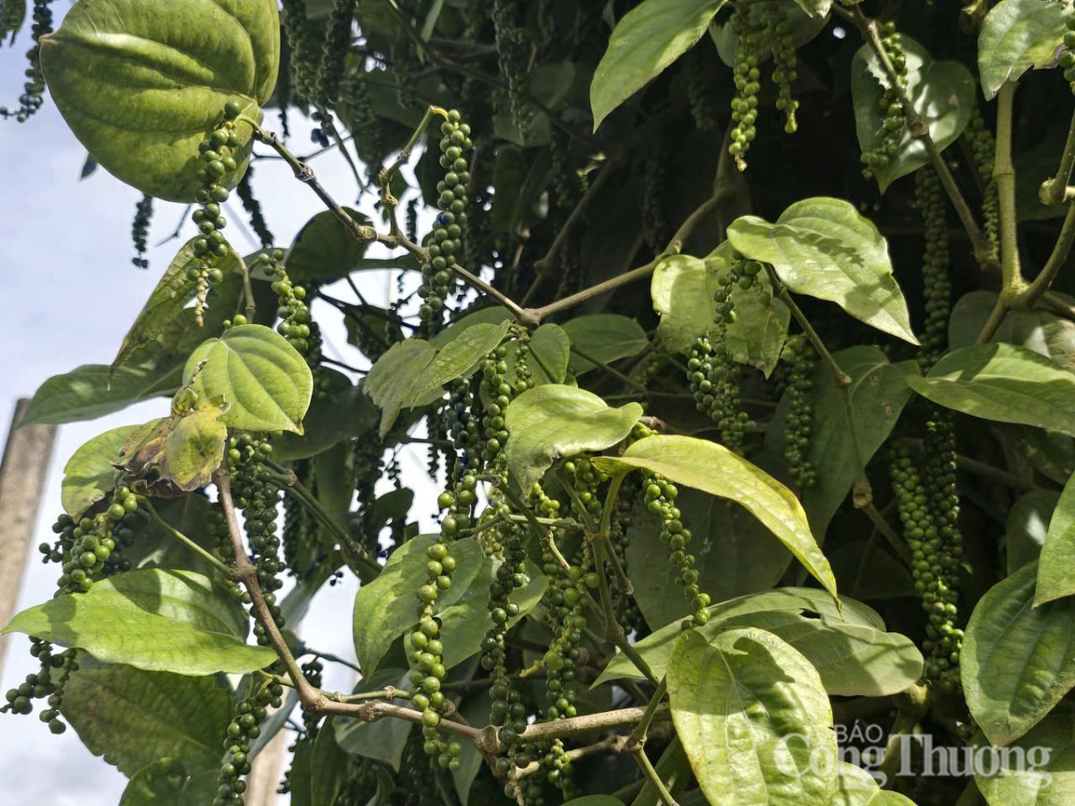 Dự báo giá tiêu ngày mai 19/12/2024: Giá tiêu ngày mai tiếp tục tăng mạnh?