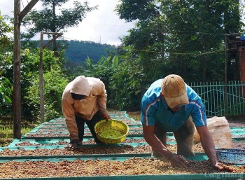 Giá cà phê hôm nay 12/12/2024: Giá cà phê trong nước tăng nhẹ