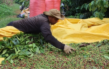 Chờ đợi động thái từ FED, giá cà phê hạ nhiệt