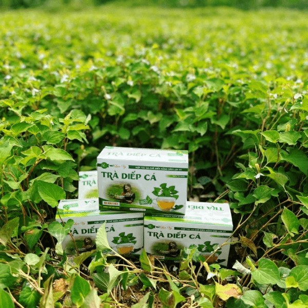 Sản phẩm Trà Diếp cá Lụa Vy của Lạng Sơn được nhận giải thưởng Mai An Tiêm Sản phẩm Trà Diếp cá Lụa Vy của Lạng Sơn được nhận giải thưởng Mai An Tiêm