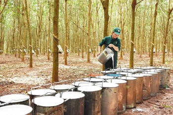 Năm 2025, xuất khẩu cao su kỳ vọng tiếp tục tăng trưởng