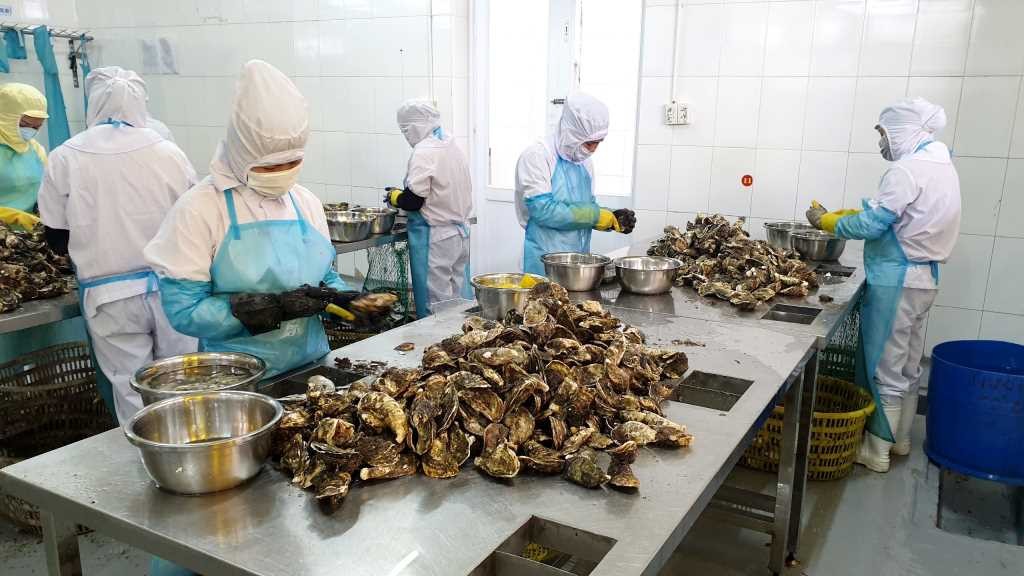 Hàu được tách vỏ tại xưởng trước khi đưa vào chế biến