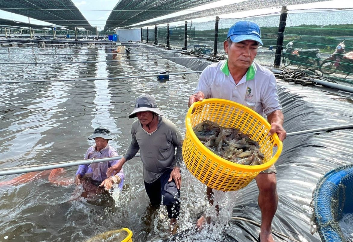 Người dân TP. Bạc Liêu thu hoạch tôm thẻ siêu thâm can. Ảnh Báo Bạc Liêu