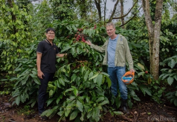 Giá cà phê hôm nay 13/12/2024: Giá cà phê trong nước được cập nhật mới nhất