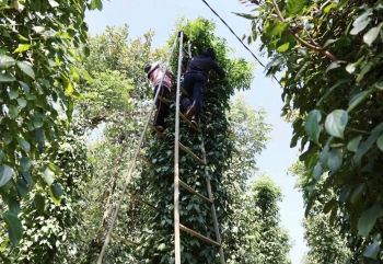Xuất khẩu hồ tiêu Việt Nam: Hoa Kỳ dẫn đầu nhập khẩu, Trung Quốc giảm sốc