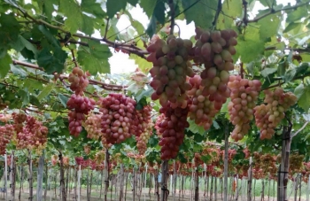 Ninh Thuận: Đẩy mạnh thương mại điện tử cho các sản phẩm nông sản