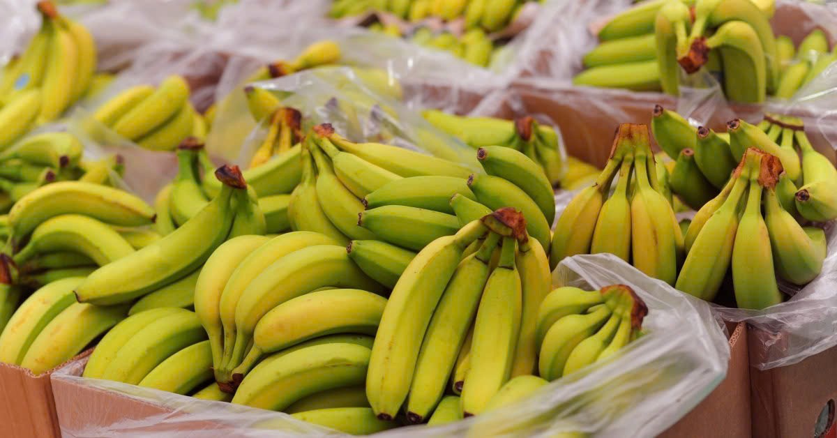 Sản phẩm chuối Việt nổi tiếng về độ ngọt và thơm hơn so với sản phẩm cùng loại do ở khí hậu đặc trưng tại Việt Nam. Ảnh minh họa