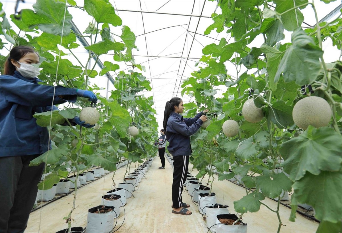 Ưng dụng công nghệ vào sản xuất nông sản là xu thế tất yếu. Ảnh: TTXVN Ưng dụng công nghệ vào sản xuất nông sản là xu thế tất yếu. Ảnh: TTXVN