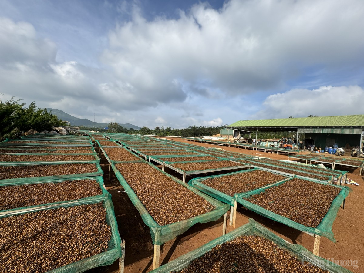 Dự báo giá cà phê ngày mai 14/12/2024: Giá cà phê tiếp tục đà tăng Dự báo giá cà phê ngày mai 14/12/2024: Giá cà phê tiếp tục đà tăng