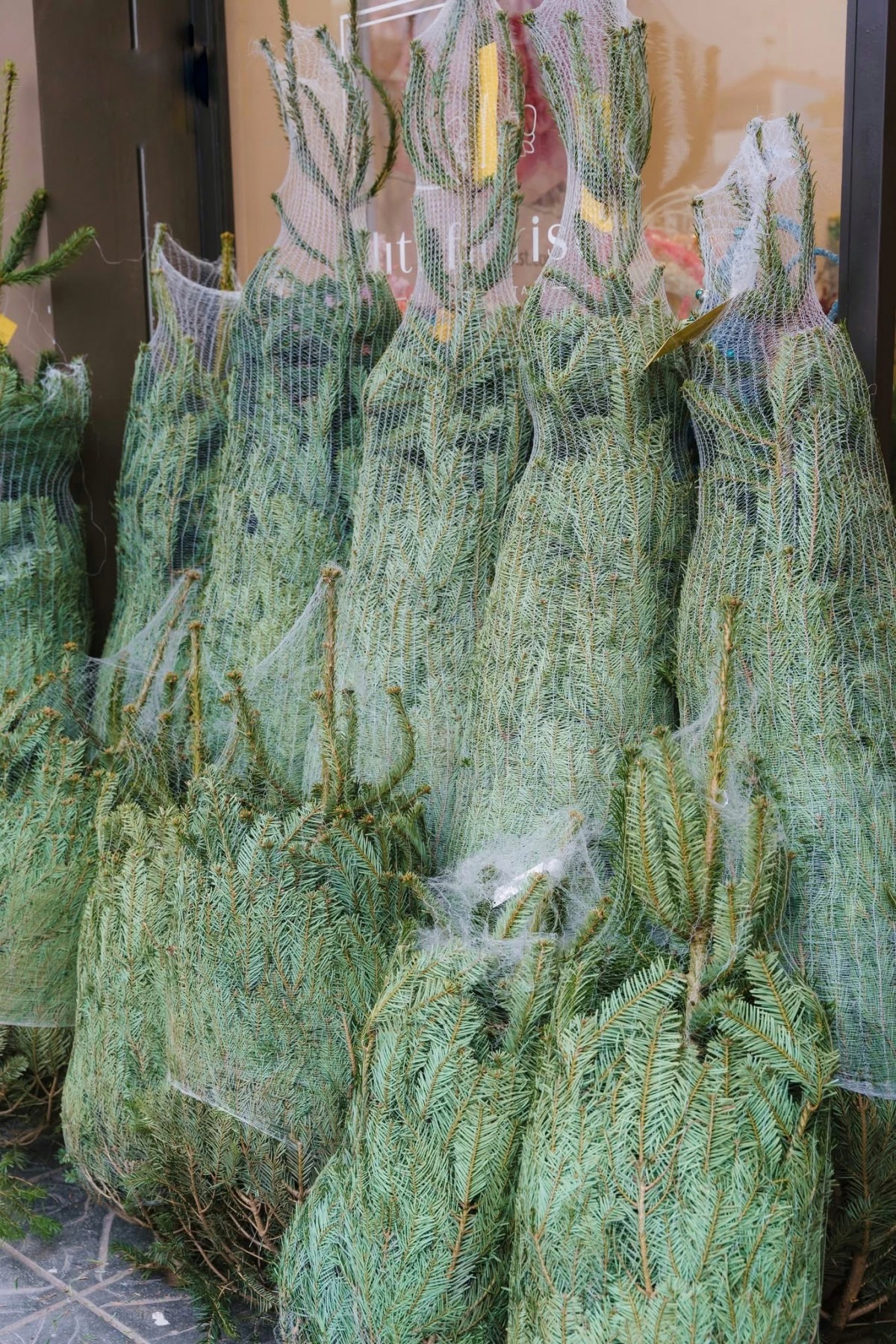 Những cây thông Noel nhập khẩu được đóng gói rất cẩn thận giao đến tay các 'thượng đế'. Ảnh: Nguyễn Vân