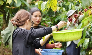 Giá cà phê hôm nay 14/12/2024: Giá cà phê tăng, giảm 'chóng mặt'