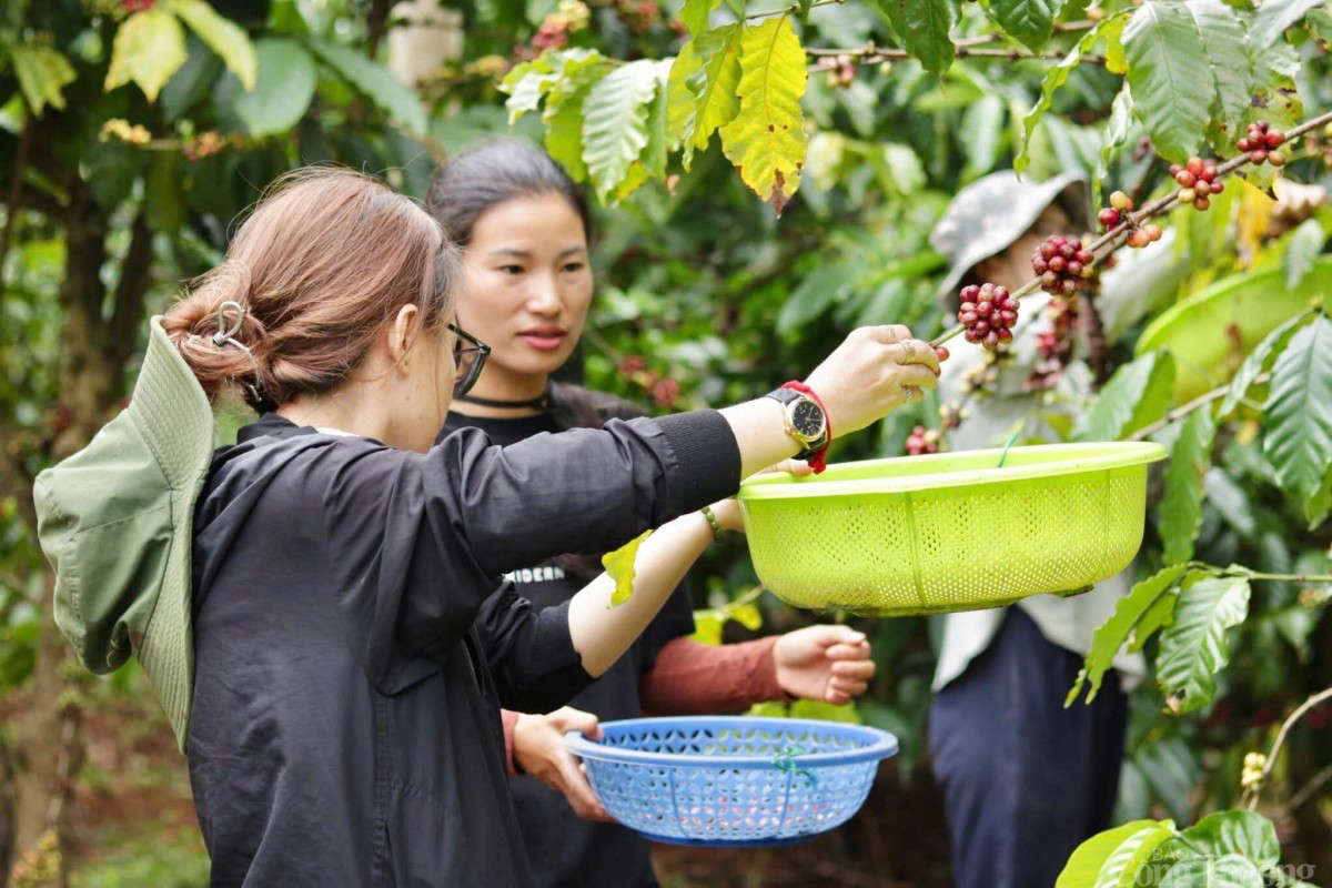 Giá cà phê hôm nay 14/12/2024: Giá cà phê trong nước Giá cà phê hôm nay 14/12/2024: Giá cà phê trong nước