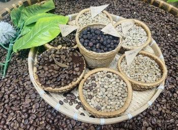 Vì sao giá cà phê Robusta Việt Nam tăng cao?