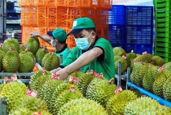 Xuất khẩu rau quả Việt Nam tăng ‘phi mã’ gần 7 tỷ USD