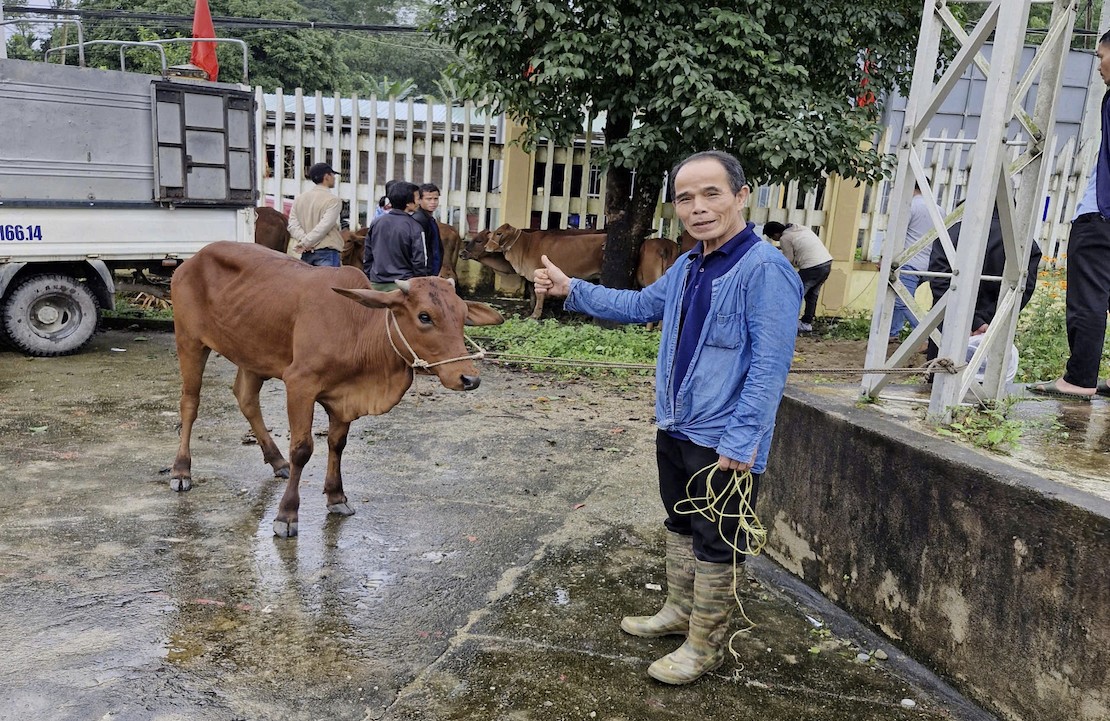 Công ty Thủy điện Sông Bung trao tặng 30 con bò giống cho hộ nghèo tại tỉnh Quảng Nam Công ty Thủy điện Sông Bung trao tặng 30 con bò giống cho hộ nghèo tại tỉnh Quảng Nam
