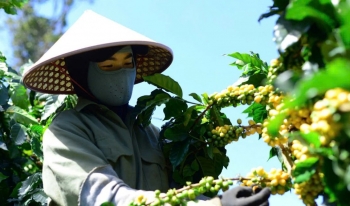 Giá cà phê hôm nay 15/12/2024: Giá cà phê trong nước tiếp tục lập đỉnh